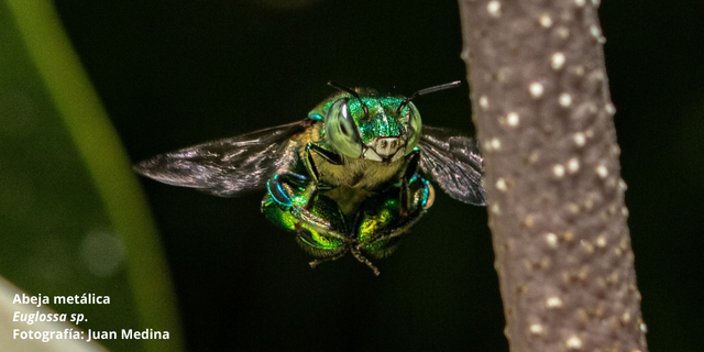 Abeja Metálica