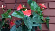 Cattleya, el emprendimiento de orquídeas que sirve como puente entre lo científico y la comunidad Cattleya, el emprendimiento de orquídeas que sirve como puente entre lo científico y la comunidad