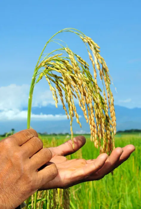 Estrés vegetal por aluminio en plantas de arroz