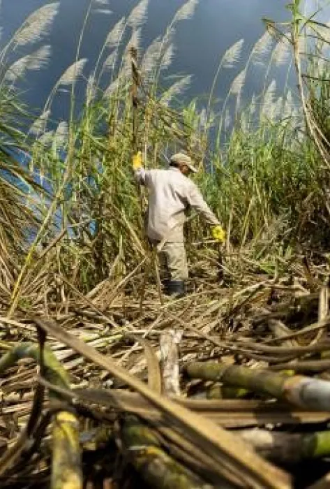 Previsualización-NoticiaAzúcar
